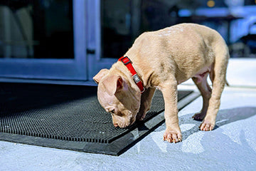 Are Oil Diffusers Safe for Dogs? What Pet Owners Need to Know