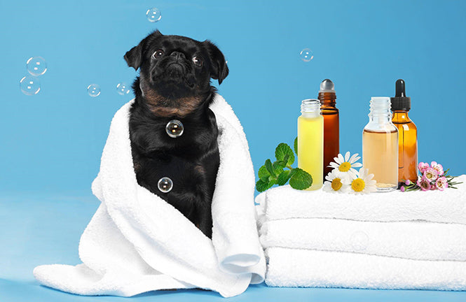 What Essential Oils Are Safe to Diffuse Around Dogs? Guide for Pet Parents